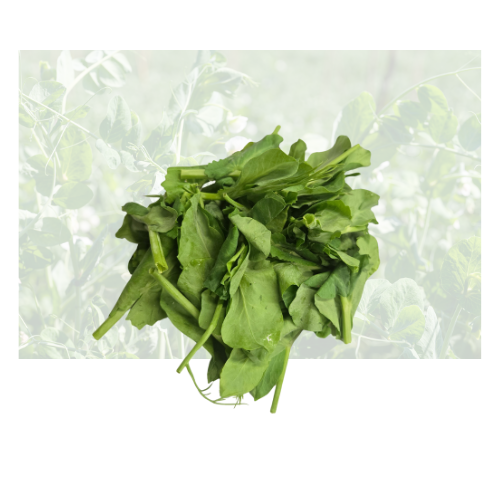 Snow Pea Leaf