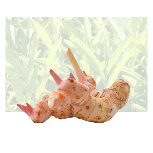 Galanga Root