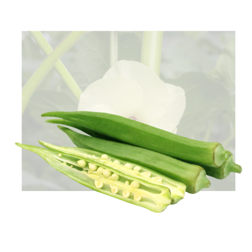 Indian Baby Okra