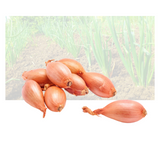 Shallot