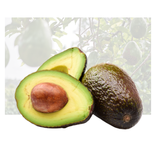 Hass Avocado