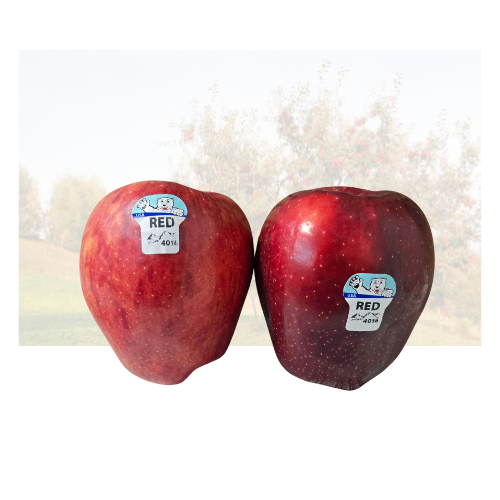 Red Delicious Washington Apple Xtra Fancy