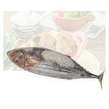 Long Tail Tuna Fish (Bonita Fish)