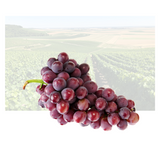 Black Champagnes Grape