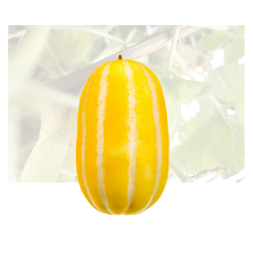 Korean Melon