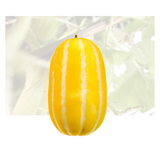 Korean Melon