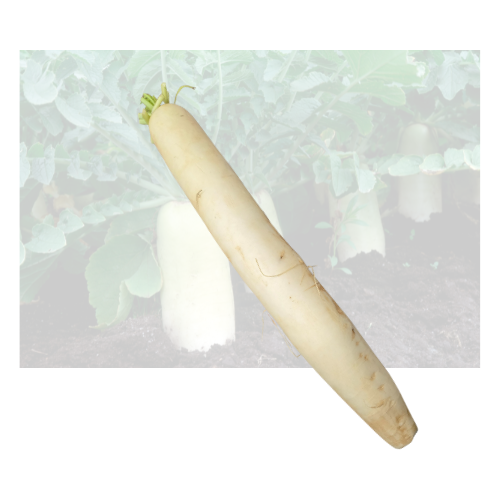 Japanese Daikon