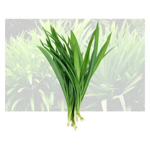 Pandan Leaf