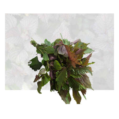 Purple Perilla Herbs