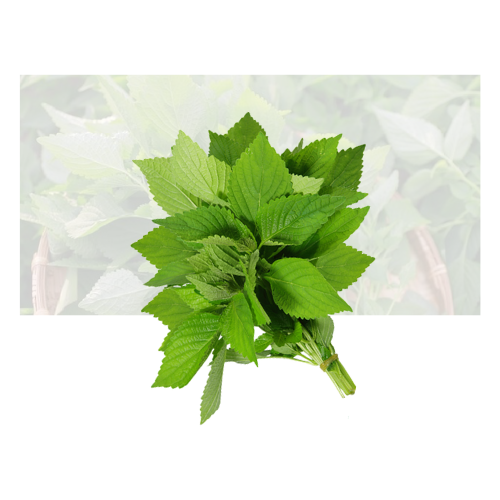 Vietnamese Balm Herbs (Shisha)
