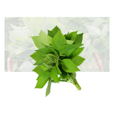Vietnamese Balm Herbs (Shisha)