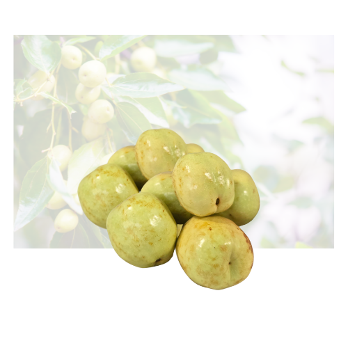 Round Jujube