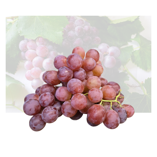 Red Globe Grape