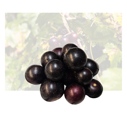 Muscadine Grape
