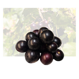 Muscadine Grape