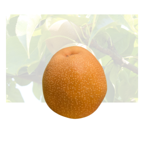 Asian Shingo Pear