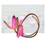 Water Lily