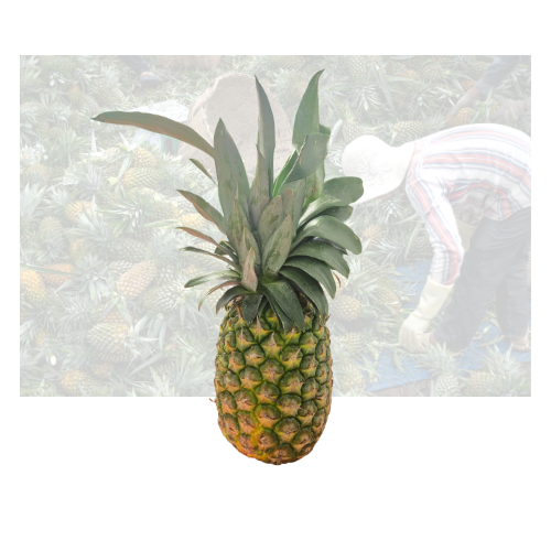 Pineapple