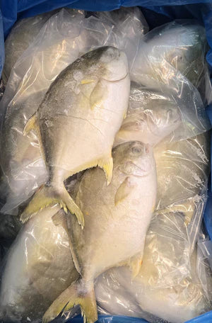 Frozen Golden Pompano Fish
