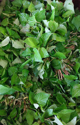 Fish Mint Herbs