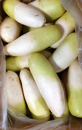 Korean Daikon