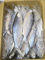 Frozen Milk Fish
