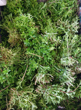 Rice Paddy Herbs