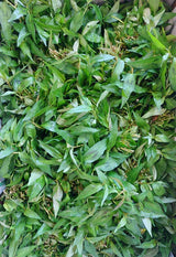 Vietnamese Coriander Herbs