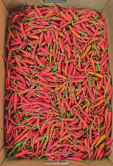 Red Thai Chili Flordia
