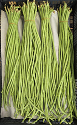 White Long Bean